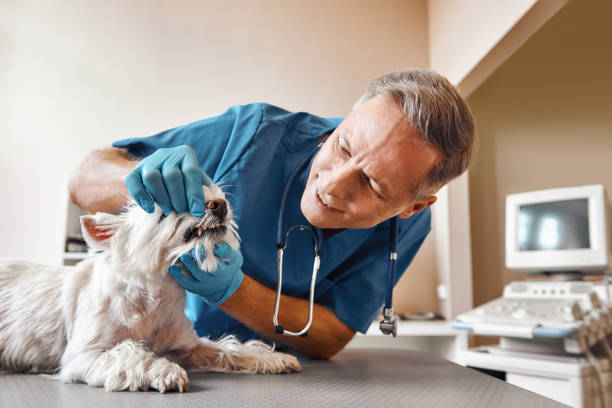 Best Tooth Infection Emergency Dentist  in Flagtown, NJ